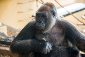 Adult Female Gorilla Joins Houston Zoo Family