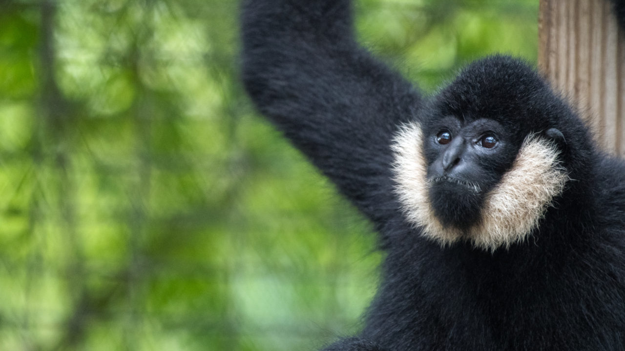 northern white cheeked gibbon monkey