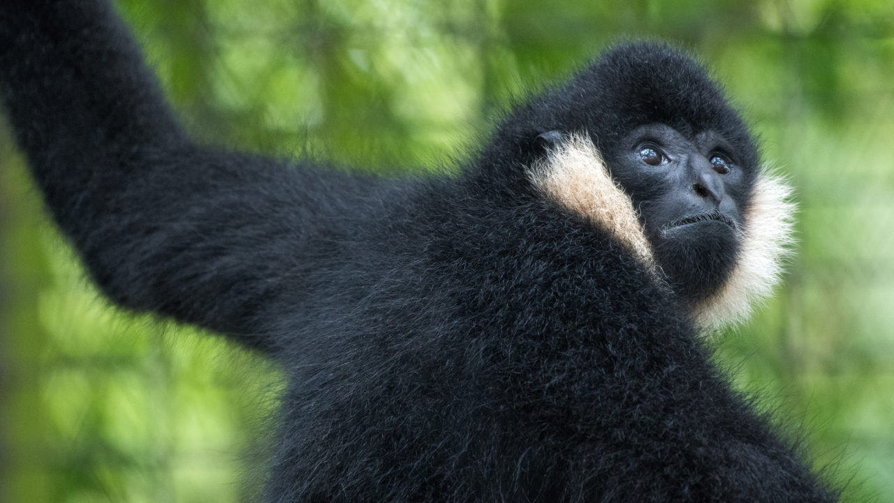 northern white cheeked gibbon monkey