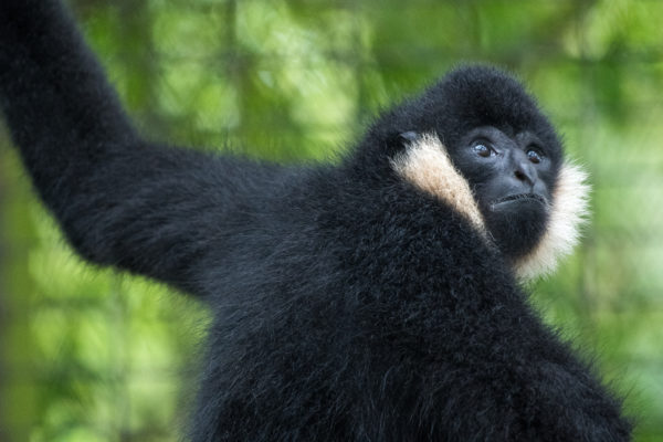 northern white cheeked gibbon monkey