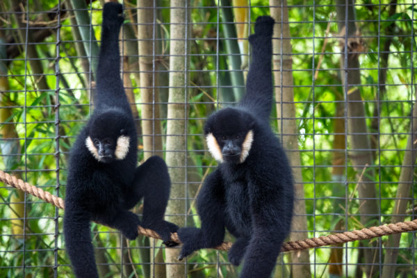 Wortham World of Primates - The Houston Zoo