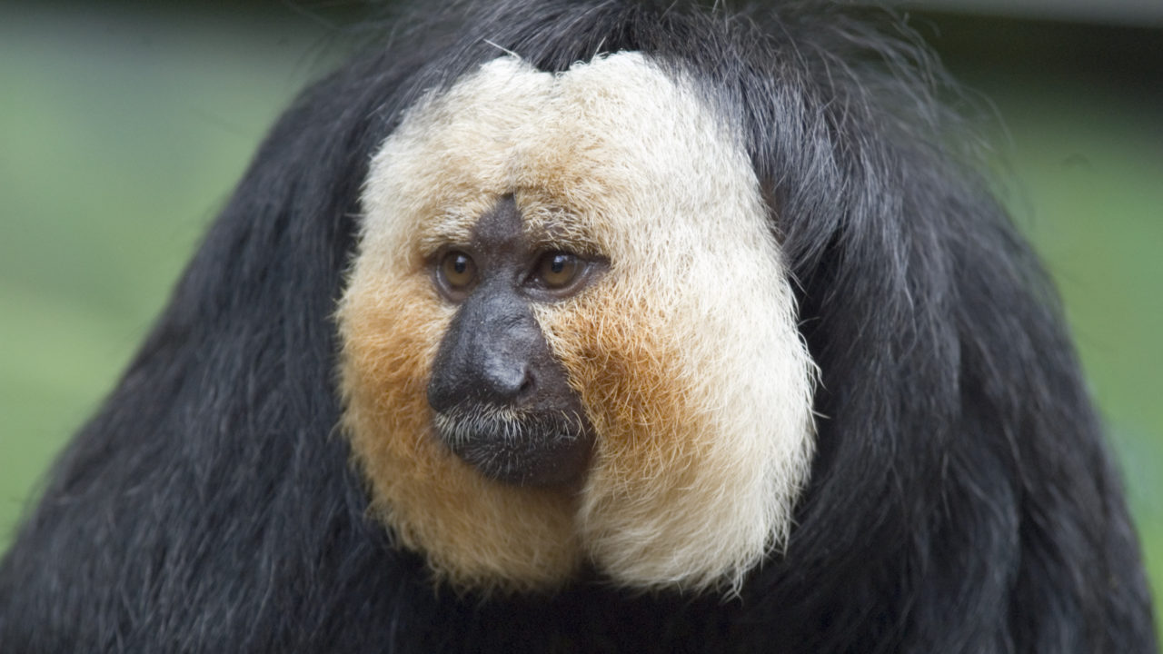 white-faced saki monkey