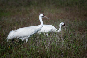 You and the Zoo are Saving Wild Whooping Cranes!