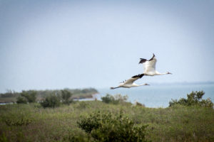 Whooping Cranes