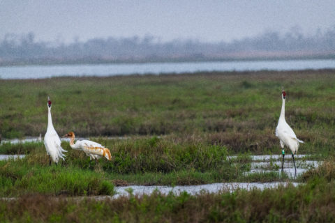 whooping crane habitat