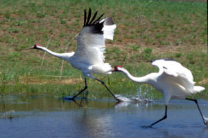 Whooping Cranes Weather the Storm with the Help of You and the Zoo