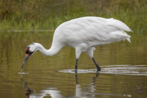 The Texas Wetlands at the Houston Zoo