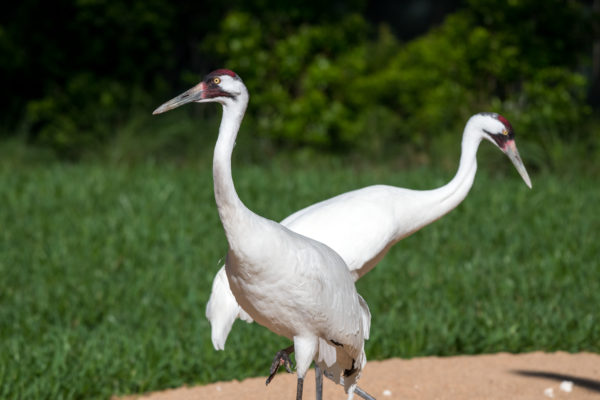 Good News: Houston is a “Bird City” to Protect Wild Birds