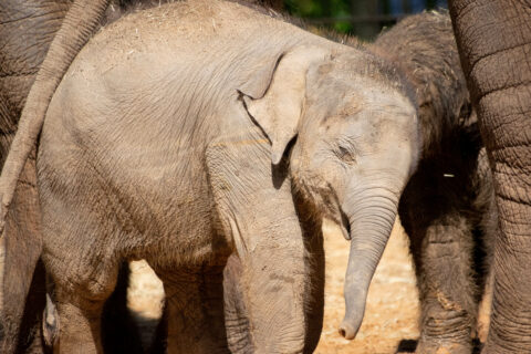 Winnie elephant outside with herd