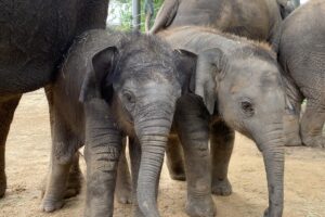 2021 Zoo Successes