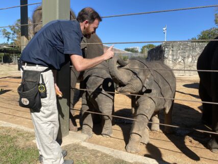 Winnie working on training with elephants manager