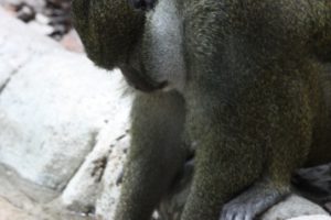Year of the Monkey: December