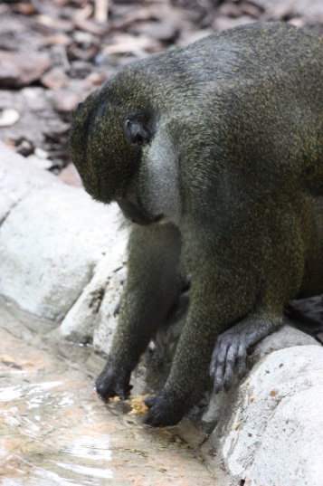 Allen's swamp monkey  Smithsonian's National Zoo and Conservation Biology  Institute