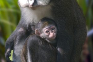 Year of the Monkey: November