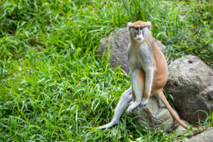 Spider monkey on loose in Southeast Houston corralled by BARC after  encounter with dog – Houston Public Media