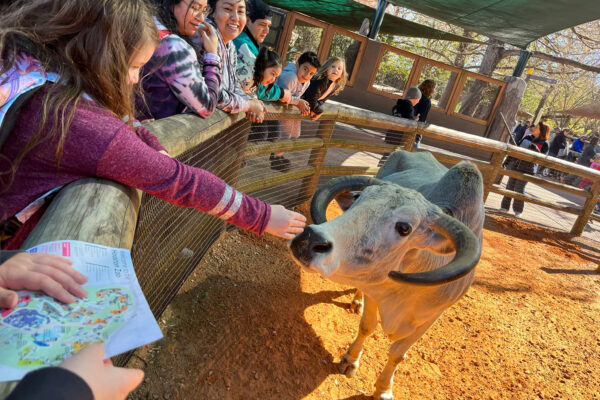 Remembering Zamir the Zebu