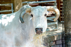 Farmyard Friends