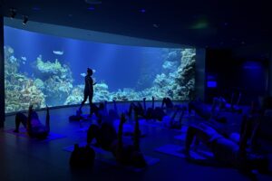 Zoolates: Pilates at the Zoo