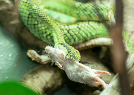 African bush viper eating a mouse