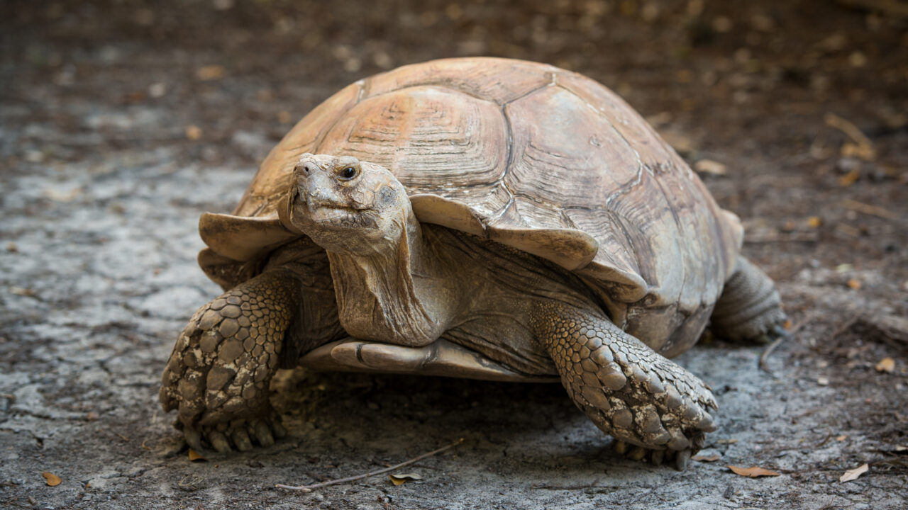 Fun African Spurred Tortoise Facts For Kids UBFE
