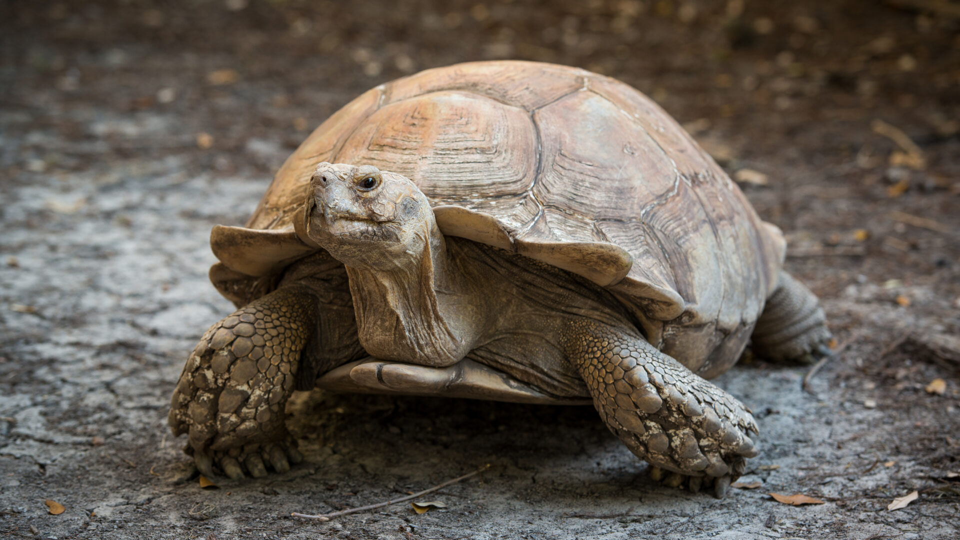 African Spur Thighed Tortoise - The Houston Zoo