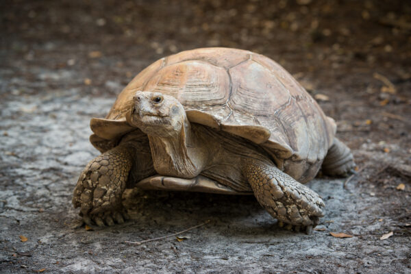 African Spurred Tortoise - The Houston Zoo