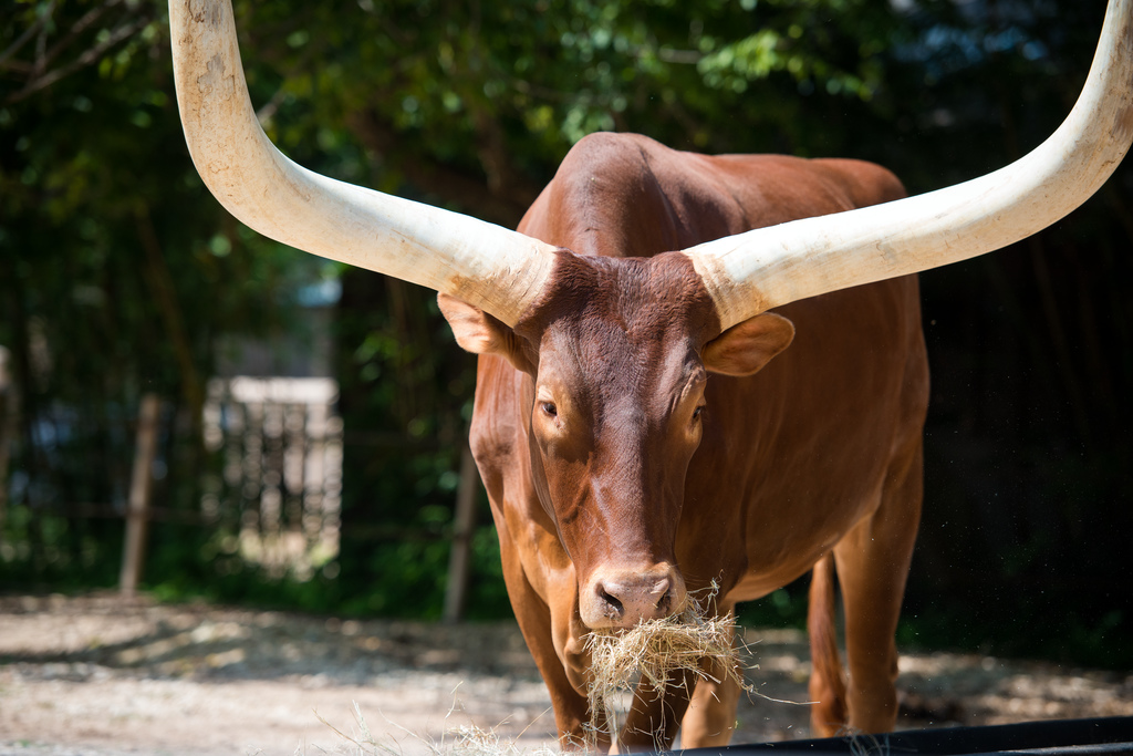 ankole-cattle-the-houston-zoo