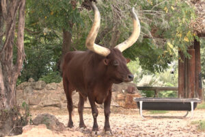 Remembering Luni Tune