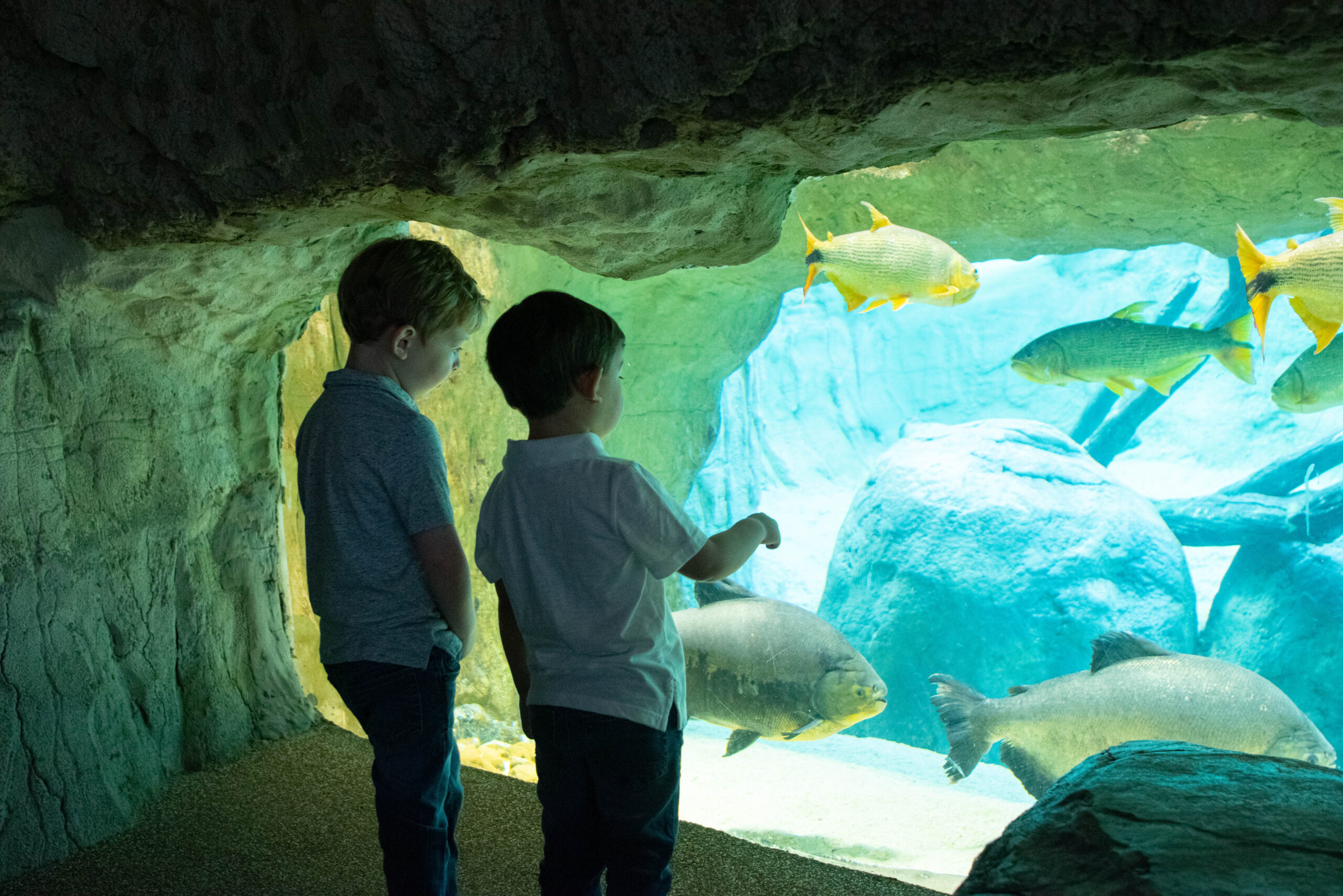 Water Wonders The Houston Zoo
