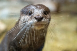 Asian Small-Clawed Otter