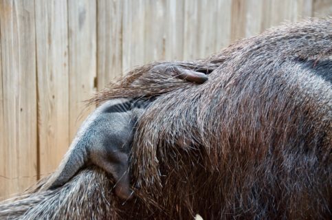 Baby Giant Anteater