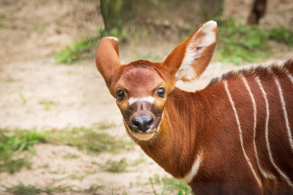 Bongo Bongo Bongo! Baby Boom For Bongos at Houston Zoo