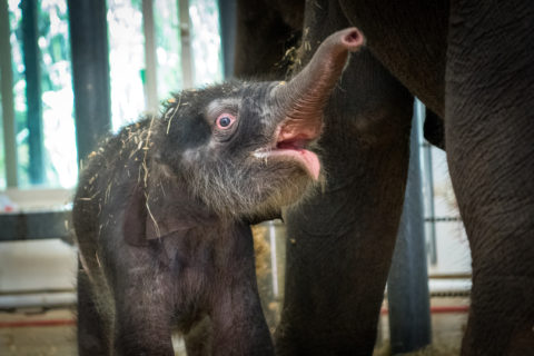 Oh, Boy! Baby Elephant Born at the Houston Zoo - The Houston Zoo