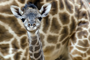 April Showers Bring Masai Flowers – Baby Giraffe at the Zoo!