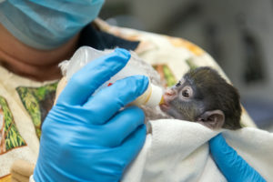 Houston Zoo Hand-Raising Infant Schmidt's Red-Tailed Monkey - The Houston  Zoo