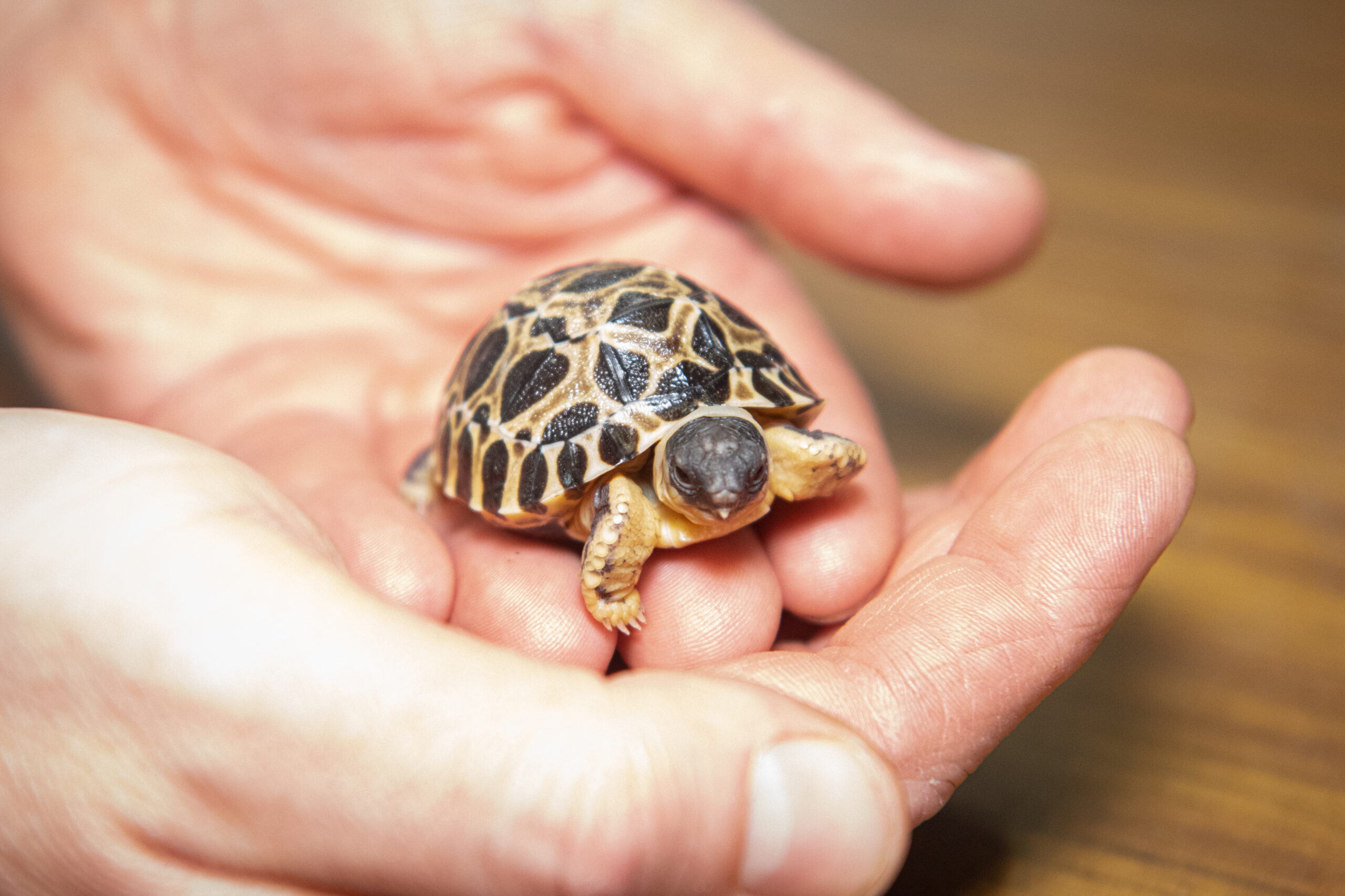 A 'big Dill!:' Houston Zoo's oldest tortoise 'Mr. Pickles' becomes