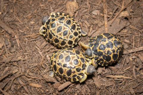 Oh Sweet Baby Pickles - The Houston Zoo