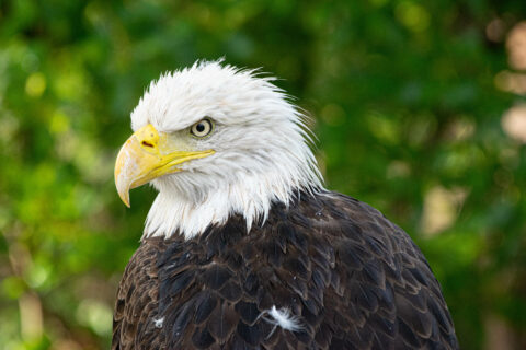up-close shot of bald eagle