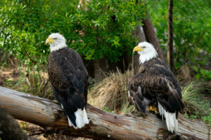 Where to spot bald eagles in Texas this winter