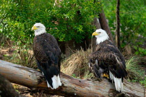 two bald eagles perched on log