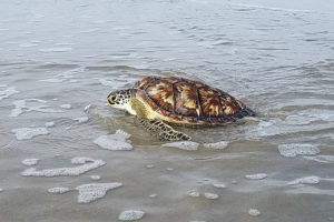 Good News: The Zoo is Saving Sea Turtles