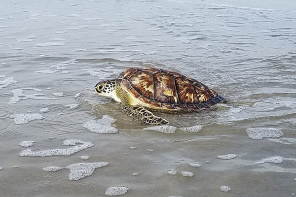 Good News: The Zoo is Saving Sea Turtles