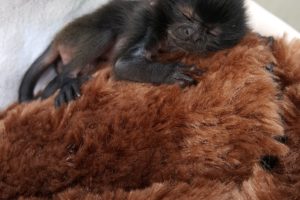 A Tiny Monkey with a Big Story