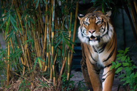 berani the malayan tiger outside