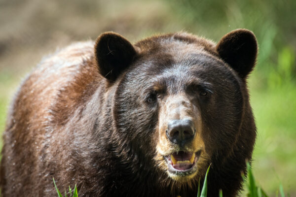 Bringing the Zoo to You - The Houston Zoo