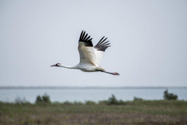 Saving Wildlife in Partnership with Chevron
