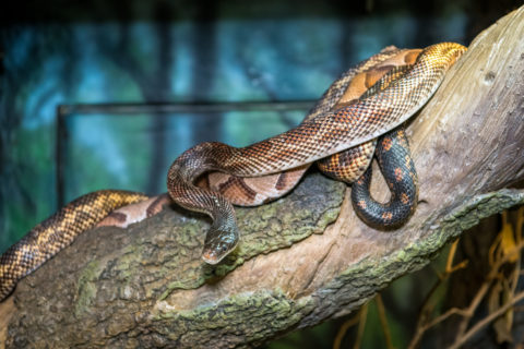 unique snakes