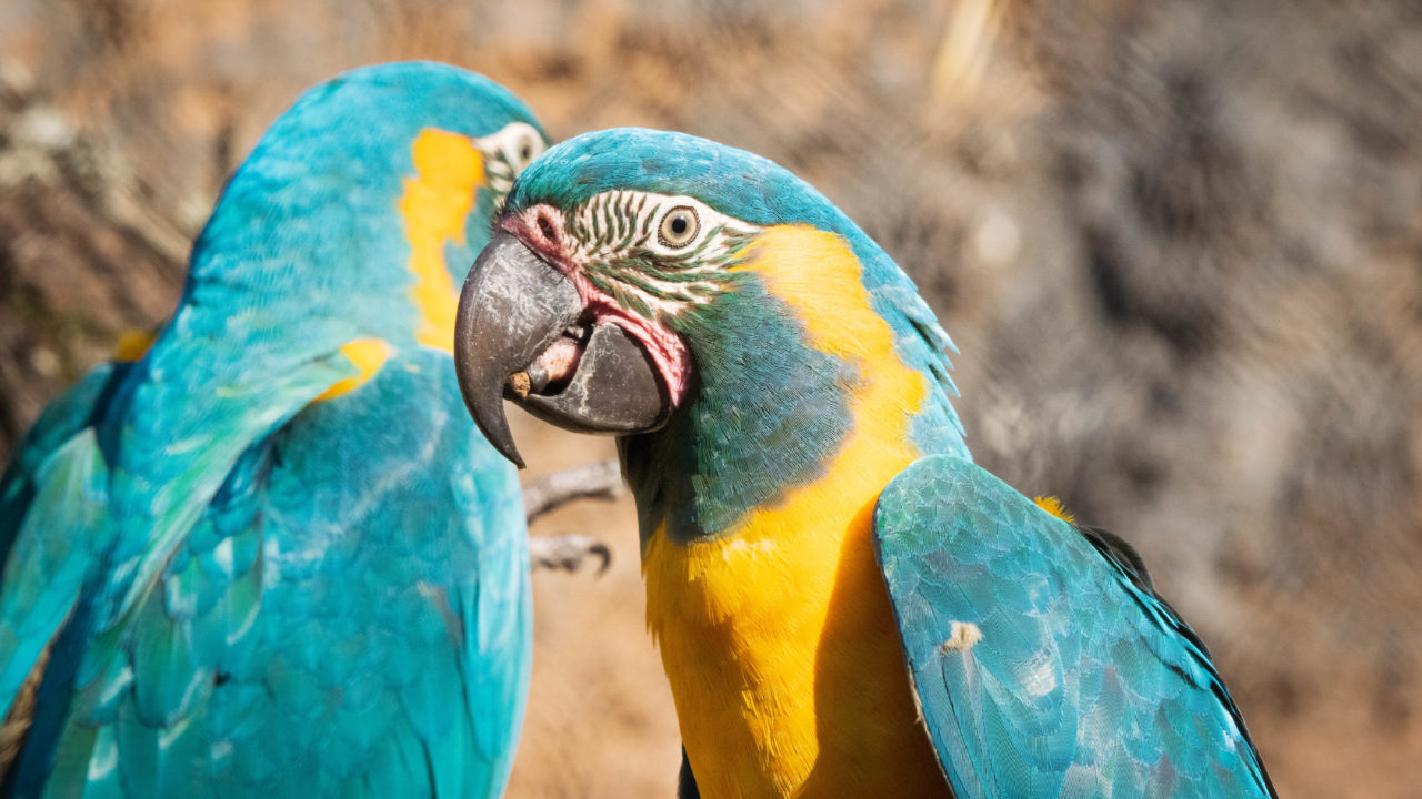 Blue-Throated Macaw - The Houston Zoo