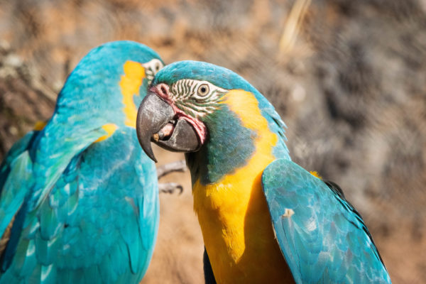 blue-throated macaw