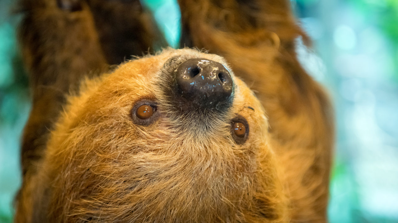 Curly the sloth hanging upside down in Natural Encounters